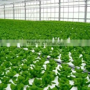 Hydroponic Growing Greenhouse thumbnail-6