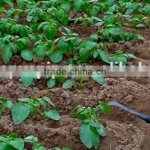 PE Irrigation Pipe ,drip Pipe for Agriculture Irrigation thumbnail-5