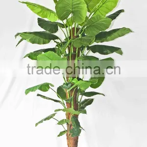 Wholesale Outdoor Use Potted Plants thumbnail-6