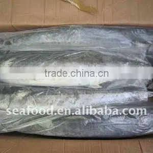 Frozen King Fish Mackerel thumbnail-1