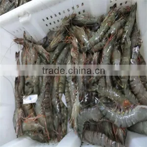 Raw Fresh Headless White Tiger Shrimp thumbnail-1