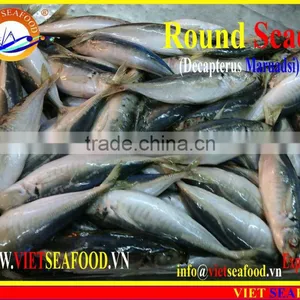 FROZEN MARUADSI WHOLE ROUND (ROUND SCAD) thumbnail-1