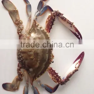 Frozen Whole Round Swimming Crab thumbnail-4