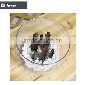 Artificial Succulents Wholesale Bonsai Potted Small Plant Table Artificial Preserved Plant thumbnail-3