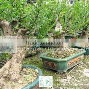 Ulmus Pumila Bonsai Trees Potted thumbnail-1