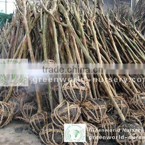 Lagerstroemia Indica Potted Landscaping Trees thumbnail-1