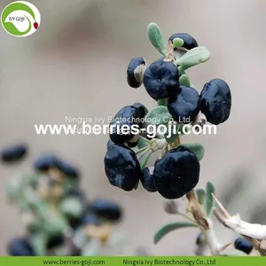 Factory Supply Dried Black Goji thumbnail-2