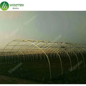 50x8m Vegetable Tomato Single Span PE Plastic Tunnel Greenhouse Sale thumbnail-3