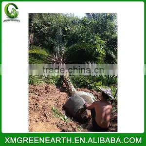 Phoenix Dactylifera Palms Trunk 3m (3) thumbnail-2