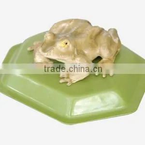 Frog Model, Frog Anatomical Model thumbnail-1
