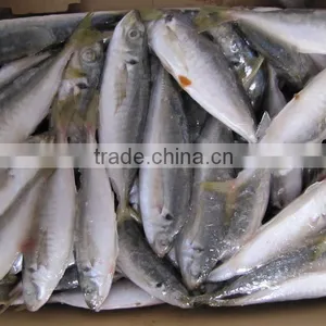 High Quality WR Frozen Pacific Mackerel Fish thumbnail-3