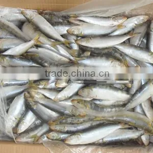 Frozen Sardines (Sardinella Longiceps) for Bait and Canning 250pcs thumbnail-2