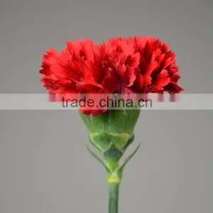 Good Quality Mastor Red Carnation Cut Flower for Wholesale thumbnail-1