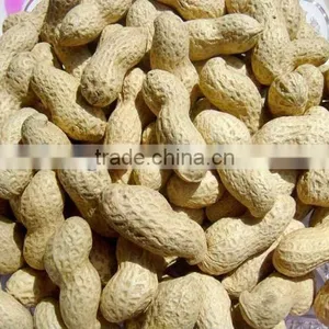 Best Price New Crop Washed Peanut in Shell for Sale thumbnail-1