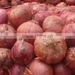 Onions Exporters thumbnail-1