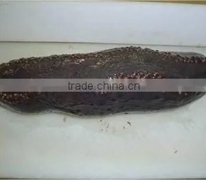 Sea Cucumber Whole Frozen thumbnail-1