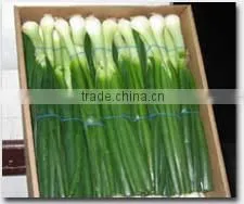 Fresh Spring Onion thumbnail-1