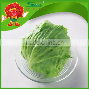 Organic Fresh Vegetables Green Oakleaf Lettuce Names Lettuce thumbnail-1