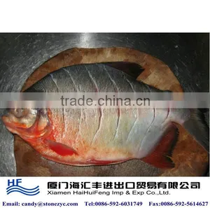 Frozen Black Pomfret thumbnail-1