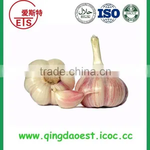 Jinxiang Fresh Best Price Normal White Garlic on Sale thumbnail-4