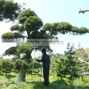 Japanese Podocarpus Macrophyllus Bonsai Tree thumbnail-1