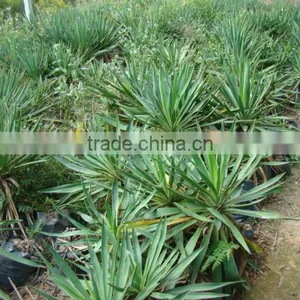 Yucca Smalliana Fern. thumbnail-1