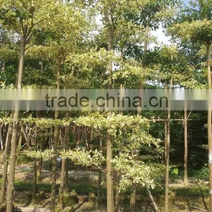 Terminalia Mantaly Tricolor Tree, Outdoor Plant, Variegated Madagascar Almond thumbnail-1