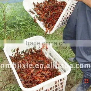 Instrument for Processing Lobster Meal With High Efficiency for Animal Feed thumbnail-1
