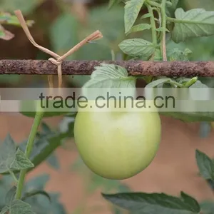 Good Quality Biodegradable Paper Plant Binding Twine thumbnail-2