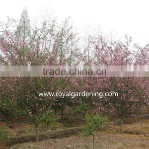 Prunus Serrulata thumbnail-2