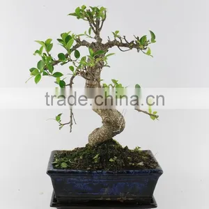 Ficus 20cm Art thumbnail-1