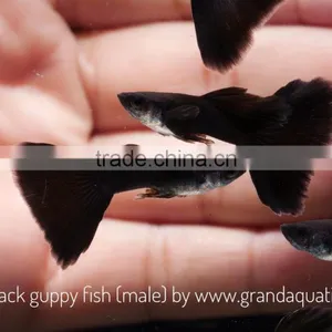 Full Black Guppy for Freshwater Aquarium Fish Export Company From Thailand thumbnail-1