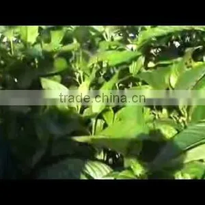 Indian Justicia Adhatoda thumbnail-3