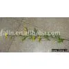 Dried Flower thumbnail-1