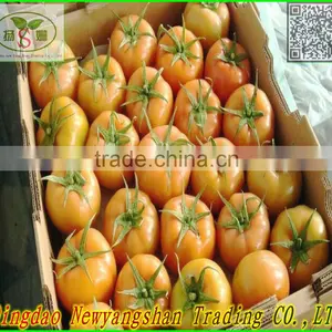 2016 Fresh Tomato/farm Fresh Tomatoes for Sale thumbnail-1