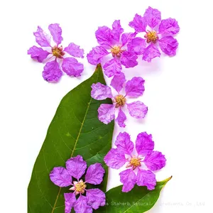 Banaba Leaf P. E.1%-98% Corosolic Acid Cas Number 4547-24-4 thumbnail-3