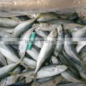Land Frozen Small Size Horse Mackerel or Sacd thumbnail-5