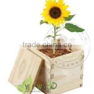 Wooden Box Mini Plant thumbnail-1