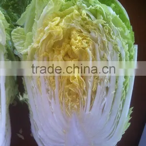 2014 Hot Sell Fresh Organic Chinese Cabbage From JINING BROTHER thumbnail-1