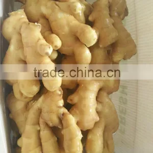 Plastic Carton Ginger thumbnail-1