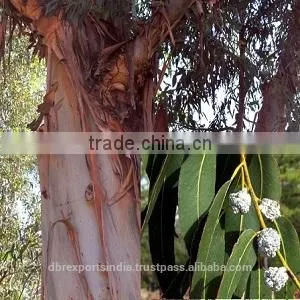 Eucalyptus Oil (Eucalyptus Globules) thumbnail-1