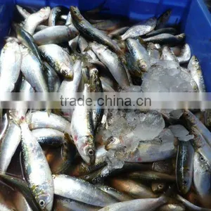 Sardine thumbnail-1
