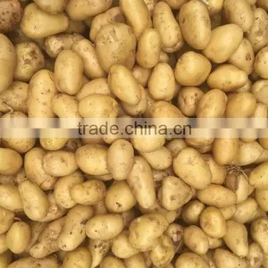 2015 Autumn Crop Potato thumbnail-4