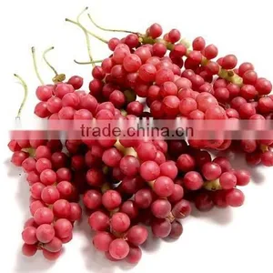 Free Sample Anxiety-proof Fructus Schisandra Extract thumbnail-5