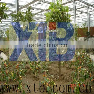 Multi Span PE Film Vegetable Arch Greenhouse thumbnail-1