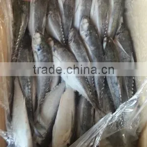 Mackerel Canned Jack Mackerel thumbnail-1