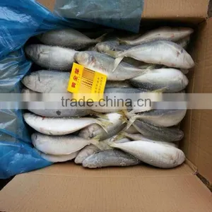 Frozen Scad Whole Round Frozen Blue Mackerel Scad 6/8 Pcs thumbnail-1