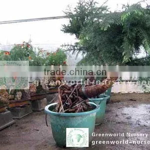 Araucaria Heterophylla With Rock Shape thumbnail-1