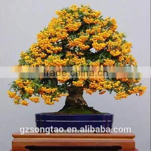 Wholesale Artificial Orange Bonsai Tree for Home Decoration thumbnail-1