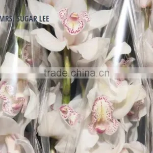CYMBIDIUM MRS. SUGAR LEE thumbnail-1